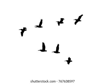 Dalmatian pelican (Pelecanus crispus) wedge in flight. Vector silhouette a flock of birds 