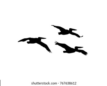 Dalmatian pelican (Pelecanus crispus) wedge in flight. Vector silhouette a flock of birds 