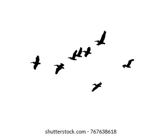 Dalmatian pelican (Pelecanus crispus) wedge in flight. Vector silhouette a flock of birds 