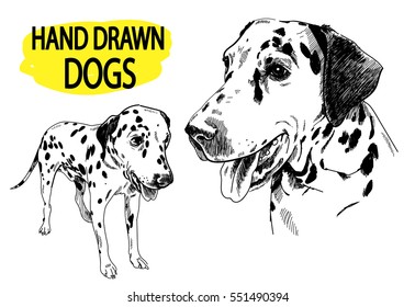 
Dalmatian. A set of images. Drawing by hand in vintage style. An adult dog, puppy. Dog breeds.