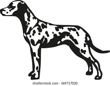 Dalmatian spotted coach dog