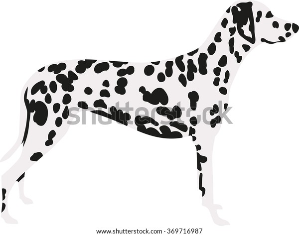 Dalmatian Two Colors Spotted Coat Stock Vector (Royalty Free) 369716987 ...