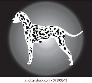 dalmatian vector