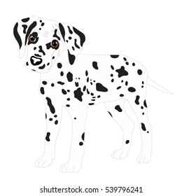 Dalmatians, cute puppy, sad. Vector Illustration Portrait of Dalmatian Puppy. Dog isolated
