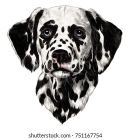 Dalmatians  sketch vector graphics color drawing