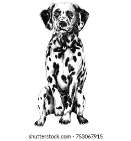 Los dálmatas esbozan gráficos vectoriales en blanco y negro monocromos