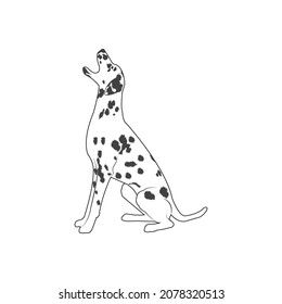 Dalmation Vector Illustration For Icon, Logo, Web Icon, And Others