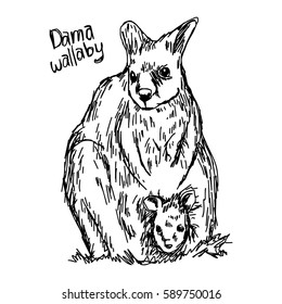 dama wallaby with its child - vector illustration sketch hand drawn with black lines, isolated on white background