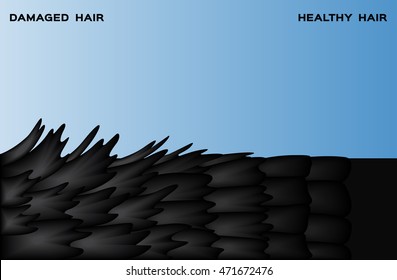 Damaged Hair And Normal