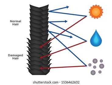 damaged hair and normal hair vector / sun water and dust protection