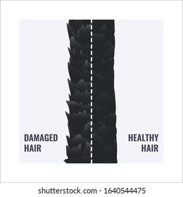 Damaged and healthy hair under the microscope. Hair follicle surface condition closeup. Trichology before and after medical concept. Vector illustration.