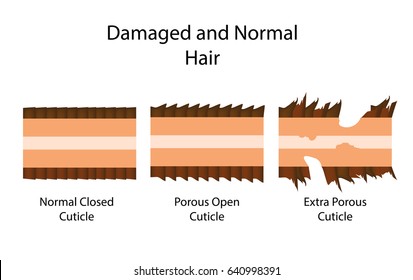 damaged and normal hair