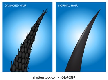 Damaged And Normal Hair Vector