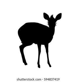 Damara Dik Dik, small Antelope - Silhouette - digitally hand drawn Vector Illustration