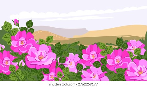 Damask rose plantation with mountains in the background. A field of rose in Iran. Vector. Roses are grown on Farm in Bulgaria and Syria for essential oils extracts. Raw materials for cosmetic, perfume