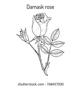 damask rose coloring pages