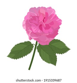 Damask rose vector stock illustration. Rosebud close-up. Pink fragrant flower for cosmetology. Delicate petals and green leaves. Template for a postcard with space for text. On a white background.