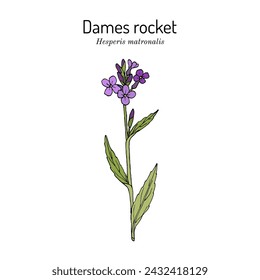 Dames rocket (Hesperis matronalis), ornamental and medicinal plant. Hand drawn botanical vector illustration