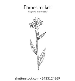 Dames rocket (Hesperis matronalis), ornamental and medicinal plant. Hand drawn botanical vector illustration