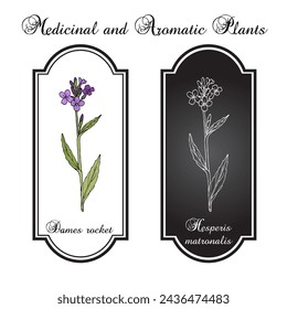 Dames rocket (Hesperis matronalis), ornamental and medicinal plant. Hand drawn botanical vector illustration