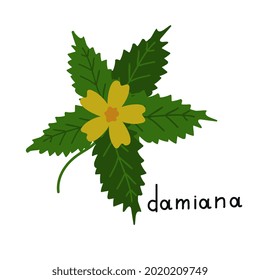 Damiana isolated simple vector plant
