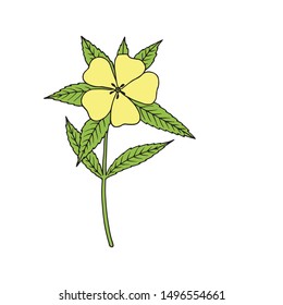 Damiana (Turnera diffusa). Ingredient of traditional Mexican liqueur. Vector hand drawn illustration. 