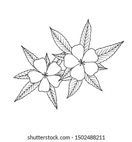 Damiana (Turnera diffusa). Ingredient of traditional Mexican liqueur. Vector hand drawn illustration. 