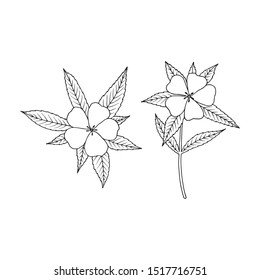 Damiana (Turnera diffusa). Ingredient of traditional Mexican liqueur. Vector hand drawn illustration. 