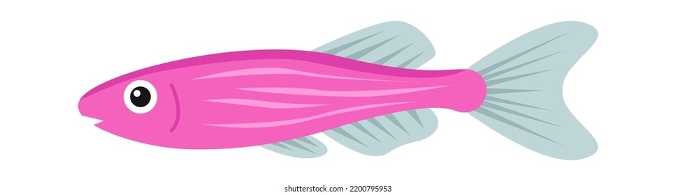 Damselfish Chromis aquarium fish. Vector illustration