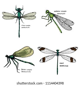 Damselflies Vector Set