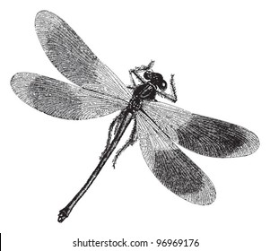 Damselfly    Dragonfly / vintage illustration from Meyers Konversations  Lexikon 1897