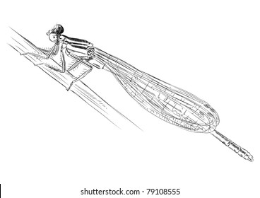 damselfly isolated on the white