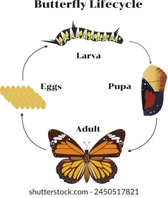 Danaus genutia, the common tiger, is one of the common butterflies of India. It belongs to the "crows and tigers", that is, the Danainae group of the brush-footed butterflies family.