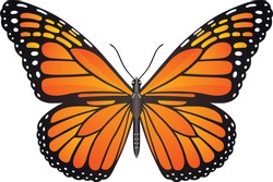Danaus Plexippus Butterfly Vector Image For Web Design And Print