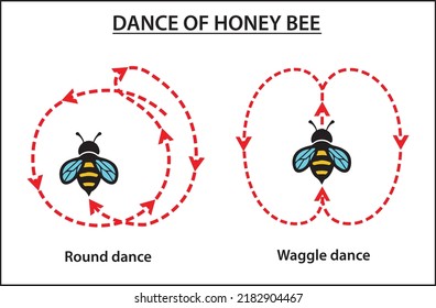 Dance of honey bee. The round dance and the tail-wagging or waggle dance, with a transitional form known as the sickle dance. The physical communication of honey bees.