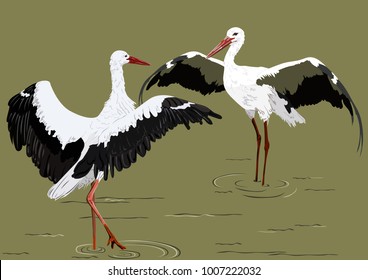 the dance of two storks with their wings spread out in the water