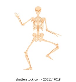 Dancing human skeleton. Dead man dances in anatomical incendiary dance bone model for studying work of vector body.