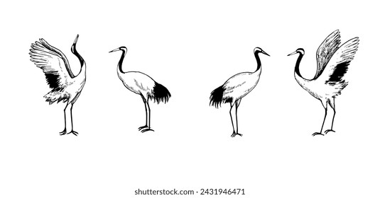 Grúas japonesas bailando ilustración vectorial en blanco y negro. Varias posiciones de aves aisladas sobre fondo blanco. Dibujo con tinta.