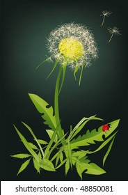 Dandelion