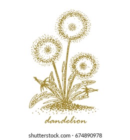 dandelion 
