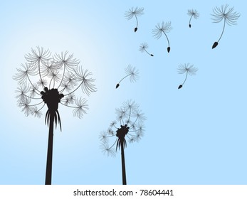 dandelion