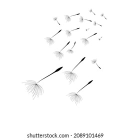 Dandelion abstract poster line draw design vector illustration