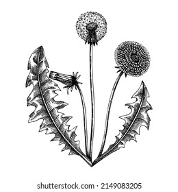 Dandelion. Adaptogenic Plant Botanical Sketch. Hand-sketched Dandelion Illustration. Great For Traditional Medicine, Cosmetology, Ayurveda, And Clinical Research Design. Natural Adaptogen Drawing