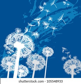 dandelion, background