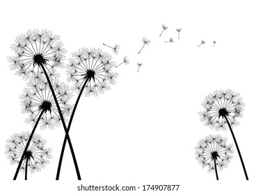 Dandelion Background