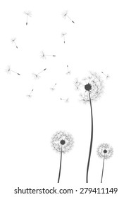 Dandelion background