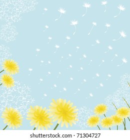 dandelion background