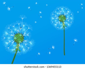 Dandelion background for your design. The wind blows dandelion seeds. Template for posters, wallpapers, cards. Vector illustration.