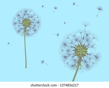 Dandelion background for your design. The wind blows dandelion seeds. Template for posters, wallpapers, cards. Vector illustration.
