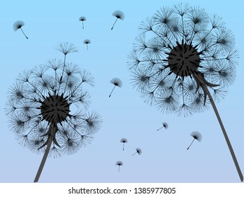 Dandelion background for your design. The wind blows dandelion seeds. Template for posters, wallpapers, cards. Vector illustration.